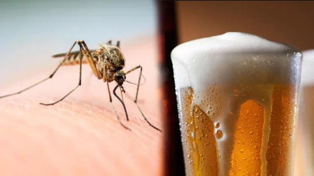 Los mosquitos prefieren a las personas que beben alcohol.