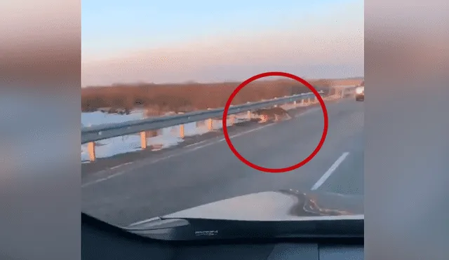Facebook viral: gigantesco tigre se apodera de carretera y conductor queda aterrado al verlo [VIDEO]
