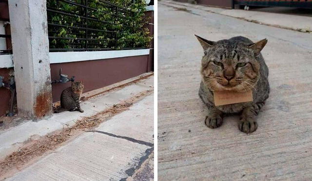 Desliza las imágenes para conocer la curiosa historia de un gatito que apareció en su hogar con una deuda. Fotos: Facebook