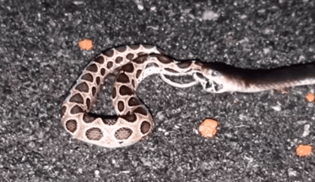 Solo una de las serpientes logró ser la ganadora, mientras la otra fue devorada. Foto: captura.