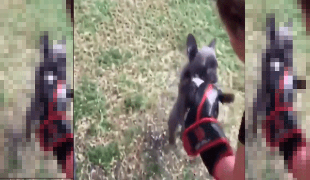 Facebook: joven muestra su curiosa forma de practicar "boxeo" luchando con su perro [VIDEO]