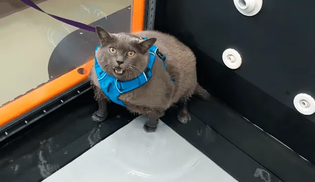Video es viral en Facebook. Veterinario de la gata grabó el preciso momento en que la felina simula hacer su rutina de ejercicios mientras lo mira fijamente