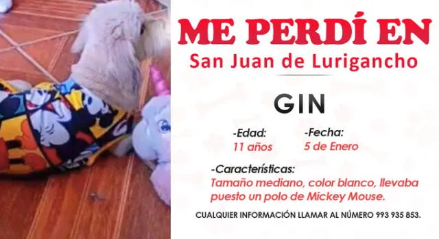 El can se perdió durante la tarde de este miércoles 5 de enero en San Juan de Lurigancho. Foto: La República