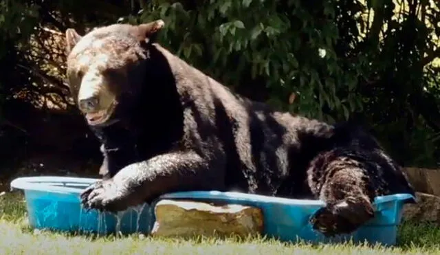 El animal buscó su mejor posición para dormir. Foto: Captura/Facebook/Regina Keller