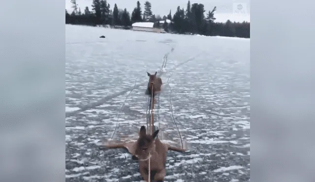 Arriesga su vida para rescatar a ciervos atrapados en medio de lago congelado [VIDEO]