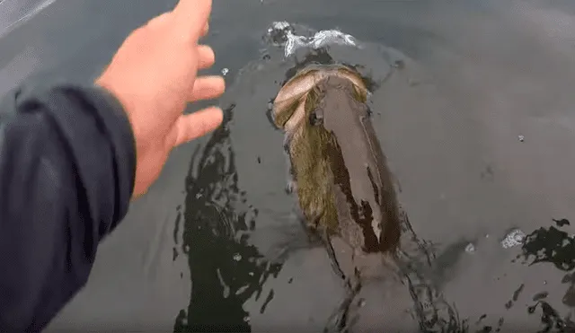 Atrapa una aterradora criatura marina con sus manos, la alimenta y sucede algo insólito [VIDEO]