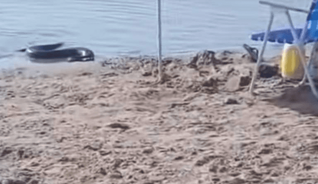 Desliza hacia la izquierda para ver el momento en que una anaconda emerge del mar. Video es viral en YouTube.