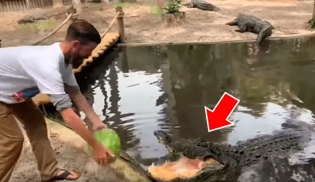 Un video viral de YouTube registró el instante en que un cuidador ingresó al santuario de un cocodrilo para darle de comer una sandía y sucedió lo inesperado.