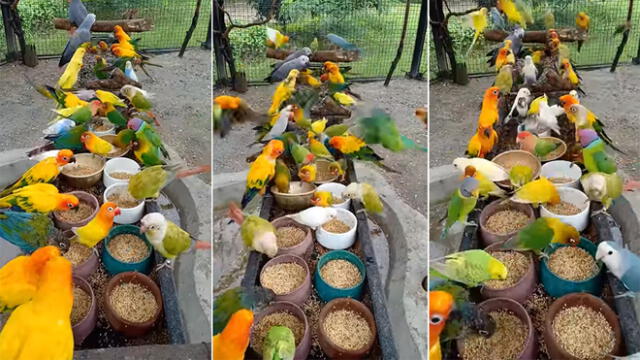 YouTube viral: cena de ciento de pájaros conmueve al mundo entero [VIDEO]