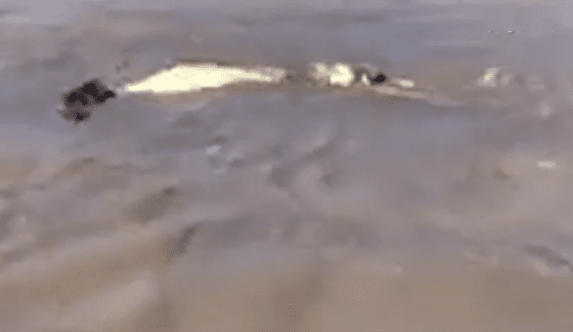 Gigantescos cocodrilos tienen brutal pelea a pocos metros de un grupo de turistas que hacían safari.