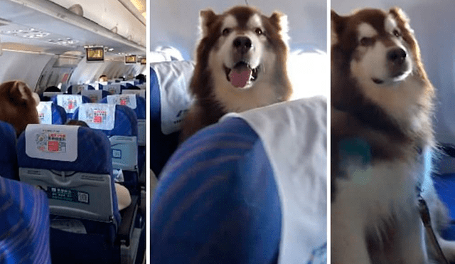 Facebook: perro viajó junto a su dueña por un increíble motivo que conmueve a miles [VIDEO]
