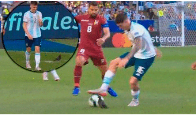 Copa América 2019: Paloma se metió en el Argentina vs Venezuela y salió lastimada. | Foto: ESPN