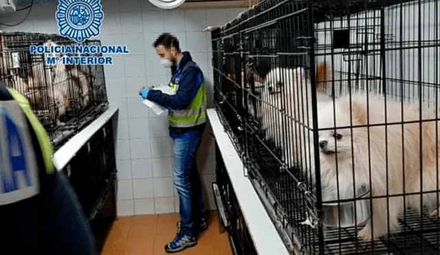 Rescatan a 270 perros de criadero ilegal donde les cortaban las cuerdas vocales [VIDEO]