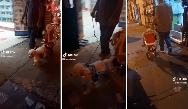 Perrito hace de reno y lleva trineo de Papá Noel a dar un paseo por las calles