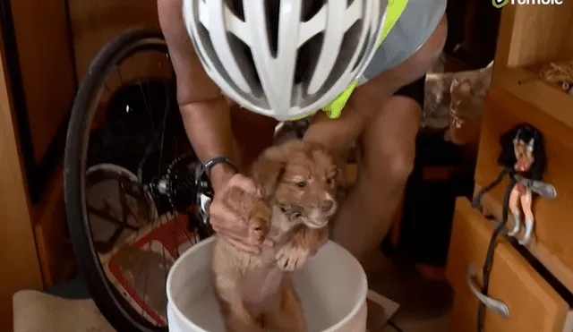 Una mujer vio a un perro abandonada mientras manejaba bicicleta y se detuvo a rescatarlo. Foto: YouTube