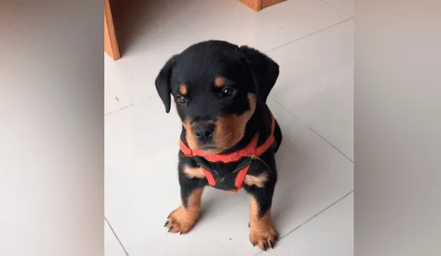 Desliza las imágenes para ver la peculiar reacción que tuvo un cachorro al recibir un huevo de parte de su dueña. Fotocapturas: candecondex/TikTok