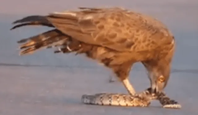 Video es viral en Facebook. Pese a los esfuerzos de la serpiente, el águila terminó imponiéndose y lo que sucedió después sorprendió a todos en las redes sociales. Foto: Captura.