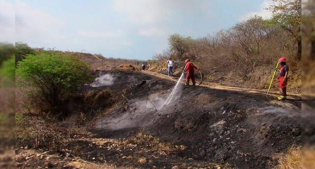 Tumbes: incendio en instalaciones del INIA provoca daño en árboles de algarrobo