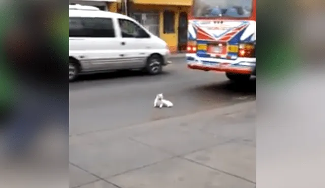El video viral de Facebook muestra el momento en que un gato intenta suicidarse tras colocase frente a llanta de bus en Huachipa.