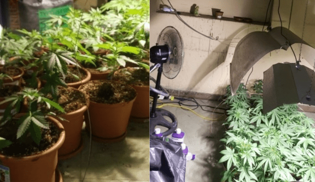 Callao: PNP halló invernadero con plantaciones de marihuana en una casa 