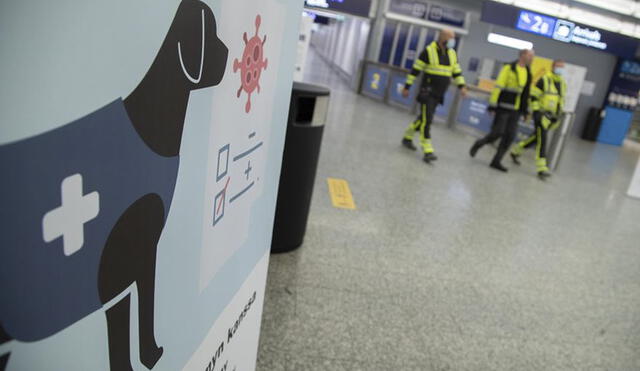 El olor del coronavirus es fácil de detectar por los perros, según los expertos finlandeses. Foto: EFE