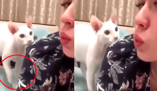 Facebook: gato se venga de la peor forma de su dueña, por forzarlo a tomarse selfie [VIDEO]