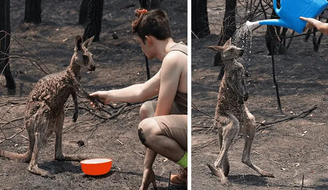 En Facebook, un indefenso canguro pidió ayuda de un niño tras resultar herido por los incendios en Australia.