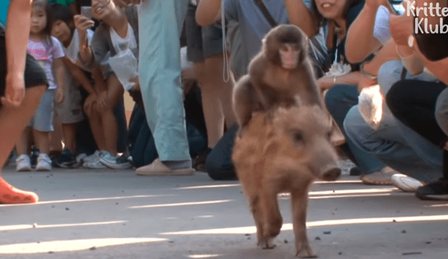 YouTube viral: miles lloran al conocer la historia del jabalí que adoptó a mono bebé