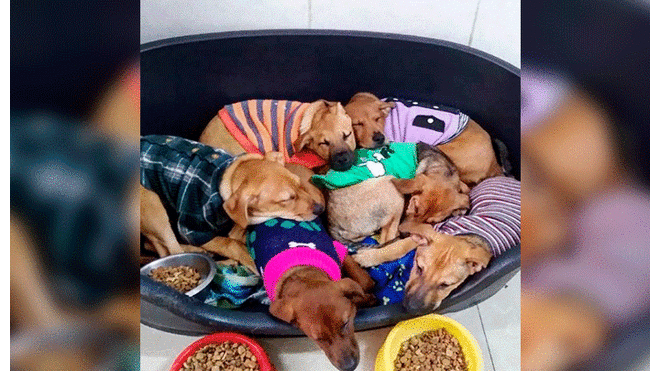 Perritos en adopción: Cachorros buscan un hogar. Foto: Instagram / Sandra Rodríguez