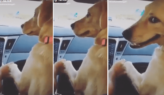 Desliza las imágenes para ver más detalles del curioso comportamiento de este cariñoso perro. (Foto: captura / TikTok)