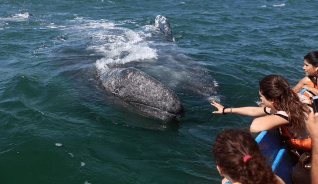 Avistamiento de ballenas en Máncora