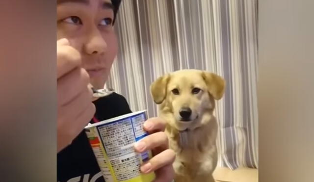 YouTube: perro quiere el yogurt de su amo, pero es demasiado tímido para pedir 