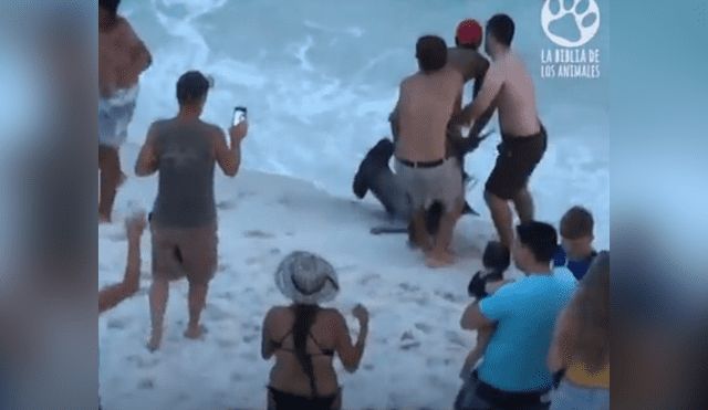 El video viral de YouTube registró el osado plan que hizo un grupo de bañistas para rescatar a un tiburón martillo.
