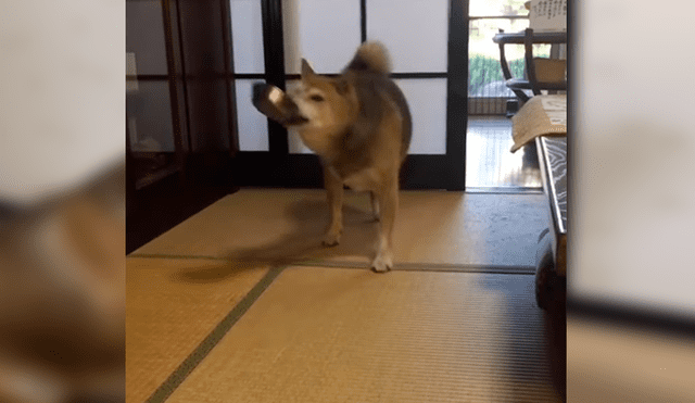 Facebook viral: perro reacciona con violencia porque sus amor no servían sus alimentos [VIDEO]
