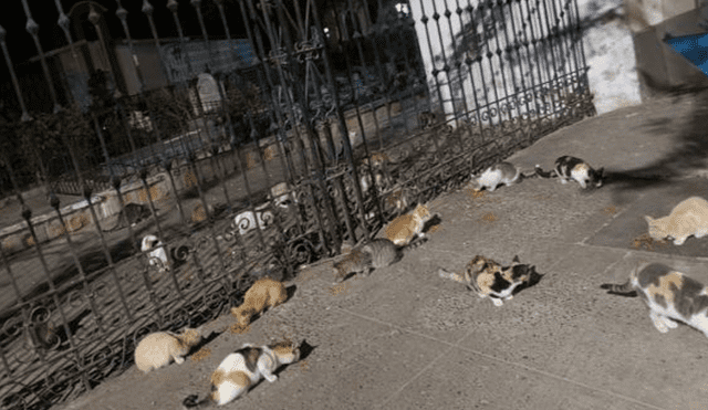 Al menos 30 gatos adultos sobreviven en cementerio de Piura tras ser abandonados. Foto: El Tiempo