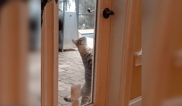 En YouTube, un travieso gato utilizó sus patas delanteras para mover la manija e ingresar a su casa a escondidas.