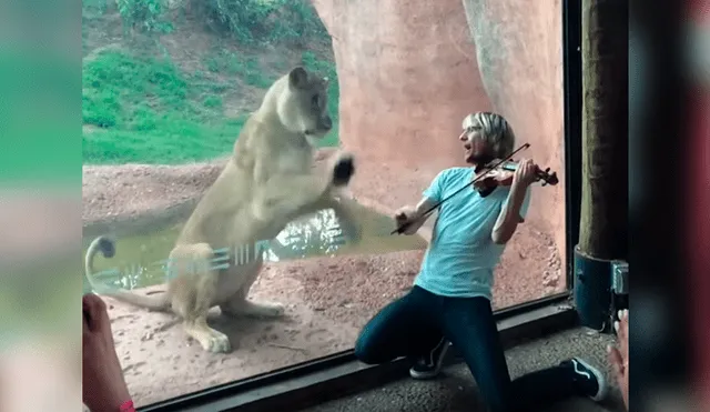 Vía YouTube. Músico visitó recinto de leones en zoológico para darles una “serenata”, sin imaginar la curiosa conducta que tendría una de las feroces leonas