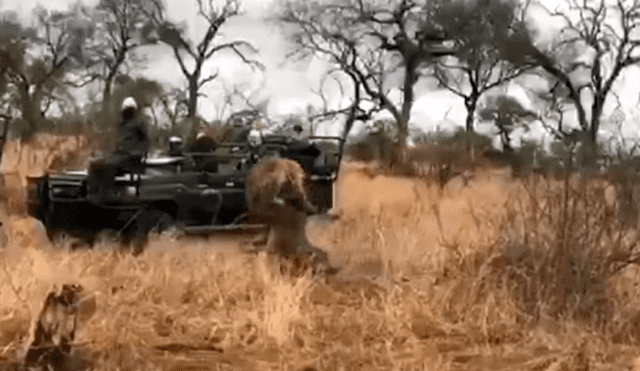 Vía YouTube. La hiena esperó a que el leopardo cazara a su presa y robársela, pero lo arruinó todo. Foto: captura