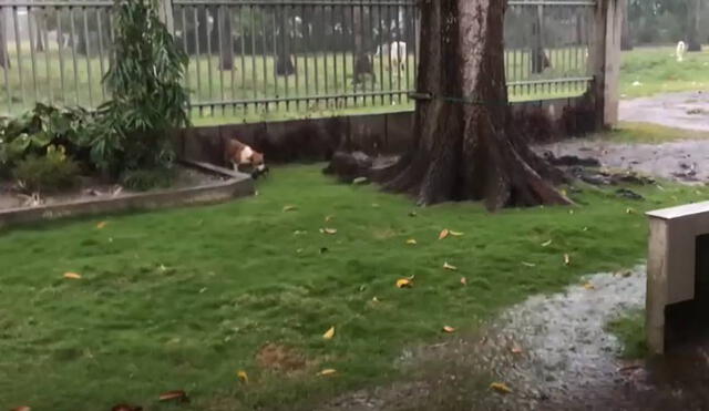 Ante la fuerte lluvia, la perrita recogió a sus cachorros uno por uno para ponerlos a salvo. Foto: Captura/YouTube