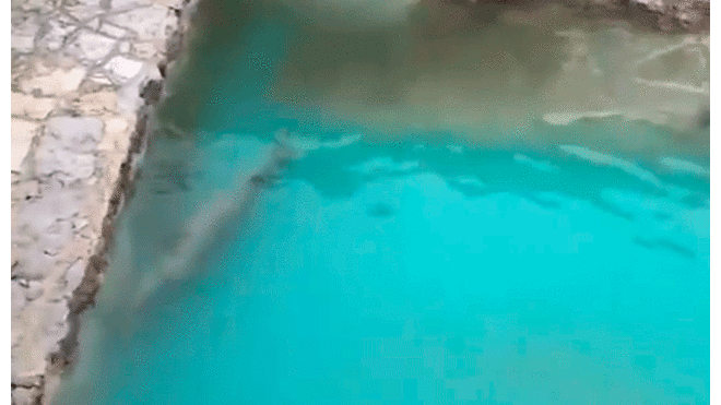 Una foca nadaba sobre un estanque totalmente sucio. Foto: captura Twitter.
