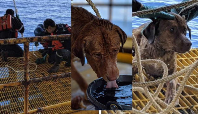 Sediento y herido: rescatan a cachorro atrapado entre las olas a 220 kilómetros de la orilla [VIDEO]