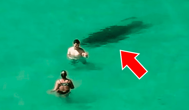 YouTube viral: Enorme criatura emerge del mar y bañistas no se dan cuenta del peligro [VIDEO] 