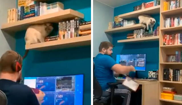 Desliza las imágenes para descubrir la travesura que cometió un gato al ver a su dueño jugando en su computadora. Foto: captura de TikTok