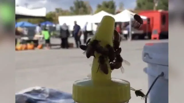 En Youtube, un video se volvió viral al dejar a miles impresionados con la hazaña que logró un grupo de abejas.