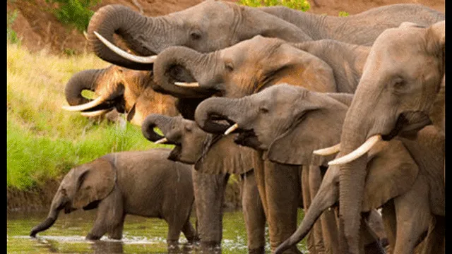 Elefantes de África. Foto: difusión.