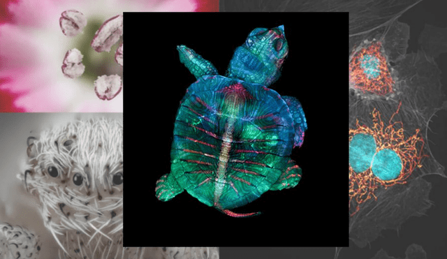 El ganador del 2019 es una microfotografía fluorescente de un embrión de tortuga. | Composición / Nikon Small World