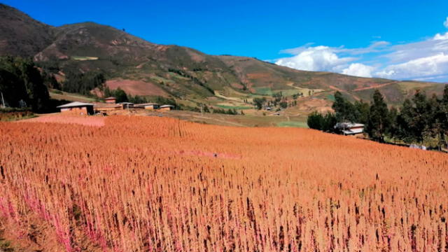 Producción de quinua en Cajabamba
