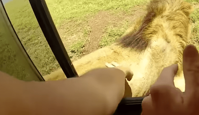 YouTube Viral: Casi pierde la mano por acariciar melena de león [VIDEO]