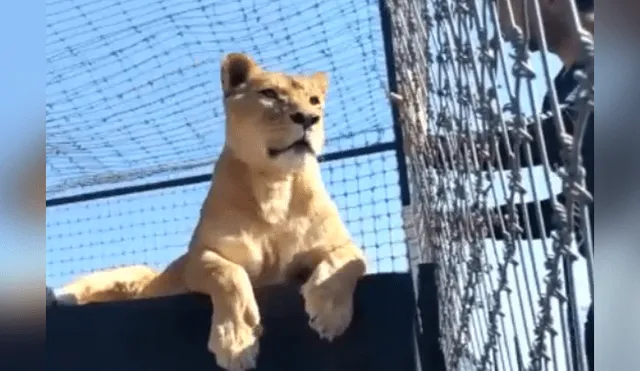 Desliza hacia la izquierda para ver la reacción de la leona con el osado turista, escena que es viral en YouTube.