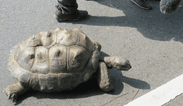 China: Tortuga escapó de zoológico pero no llegó muy lejos
